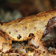 The elfin mountain toad in its mossy natural habitat (Image: Nikolay A. Poyarkov Jr.)